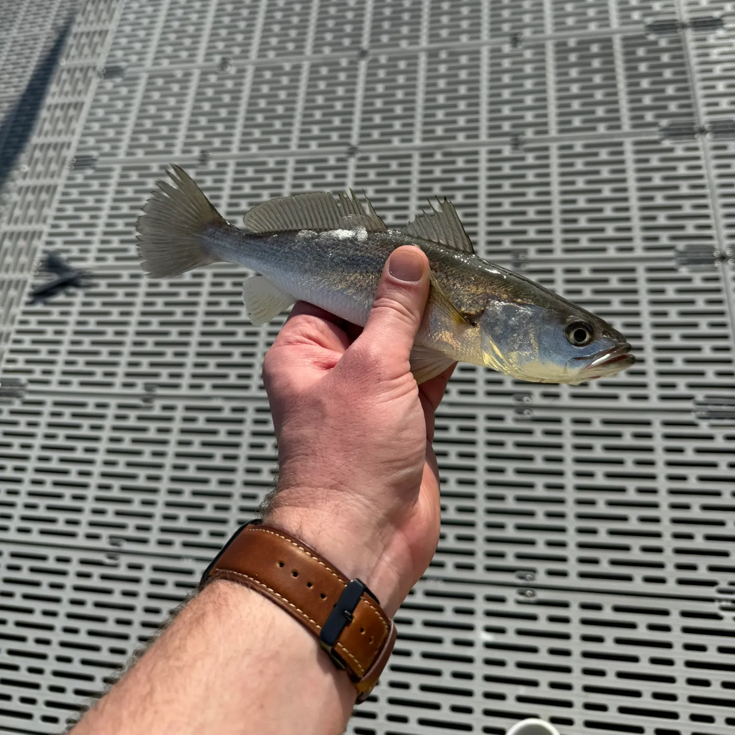 The most recent Sand seatrout catches on Fishbrain