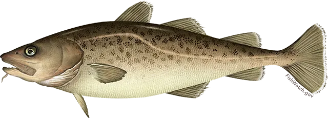 Pacific cod