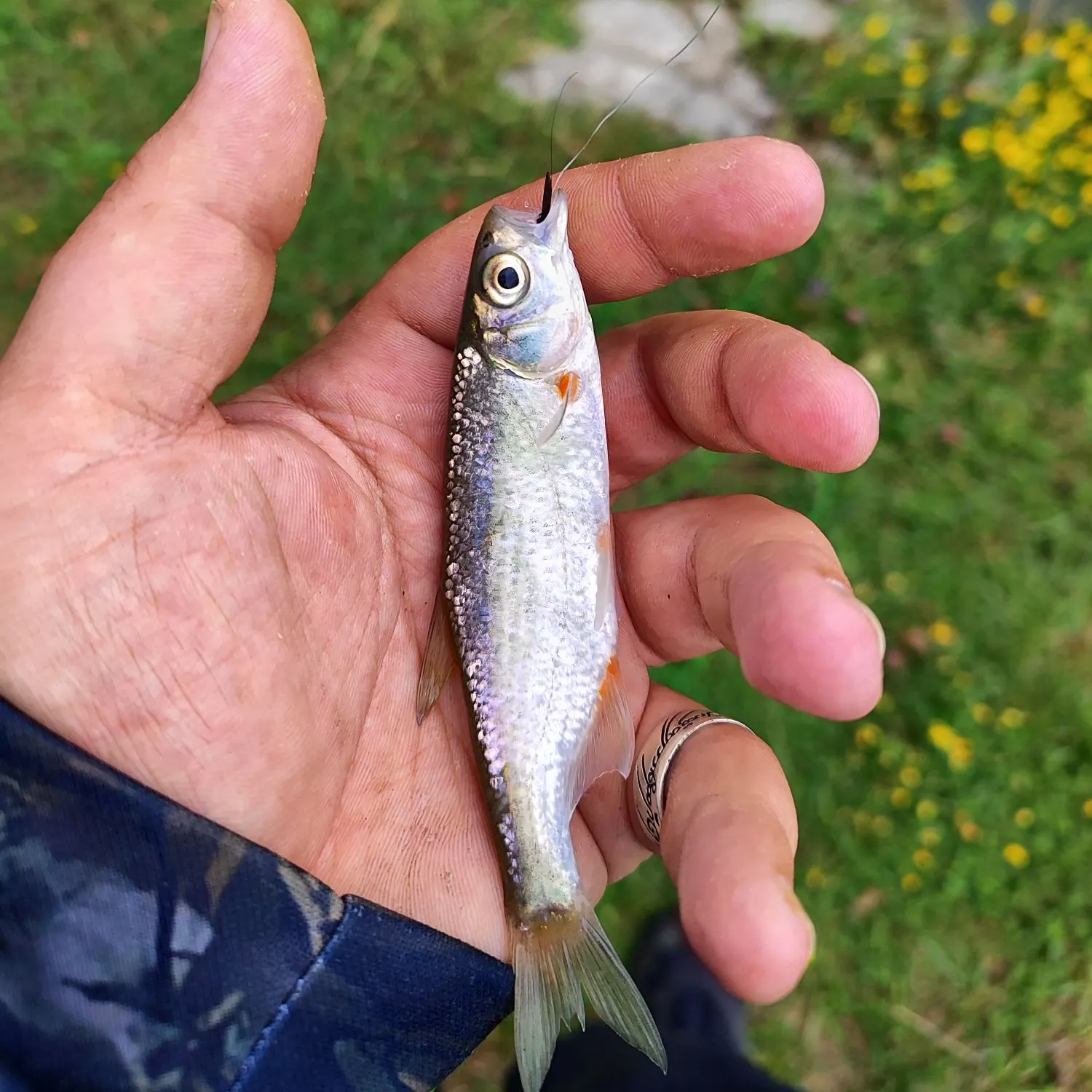 The most recent Spirinchus lanceolatus catches on Fishbrain