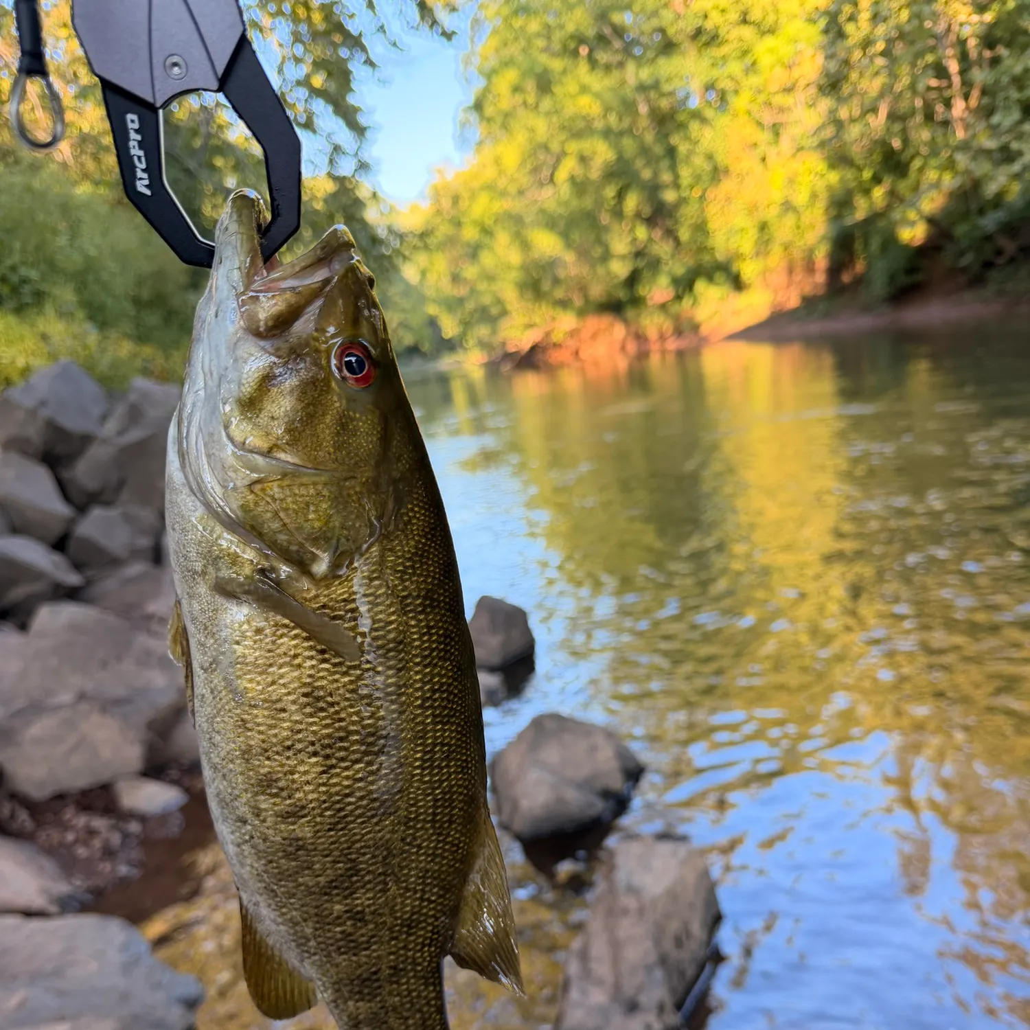 Smallmouth bass caught on Fishbrain