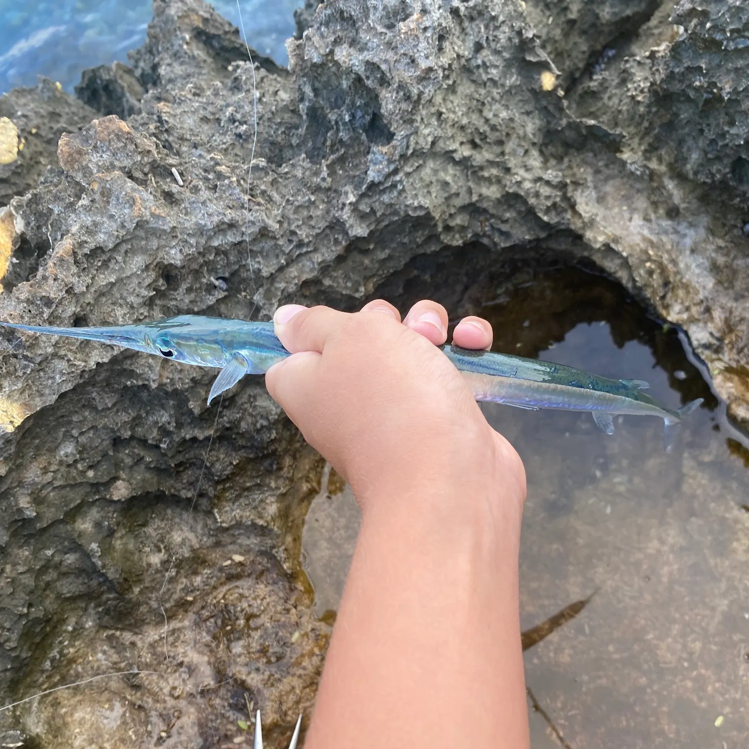 The most recent Hound needlefish catches on Fishbrain