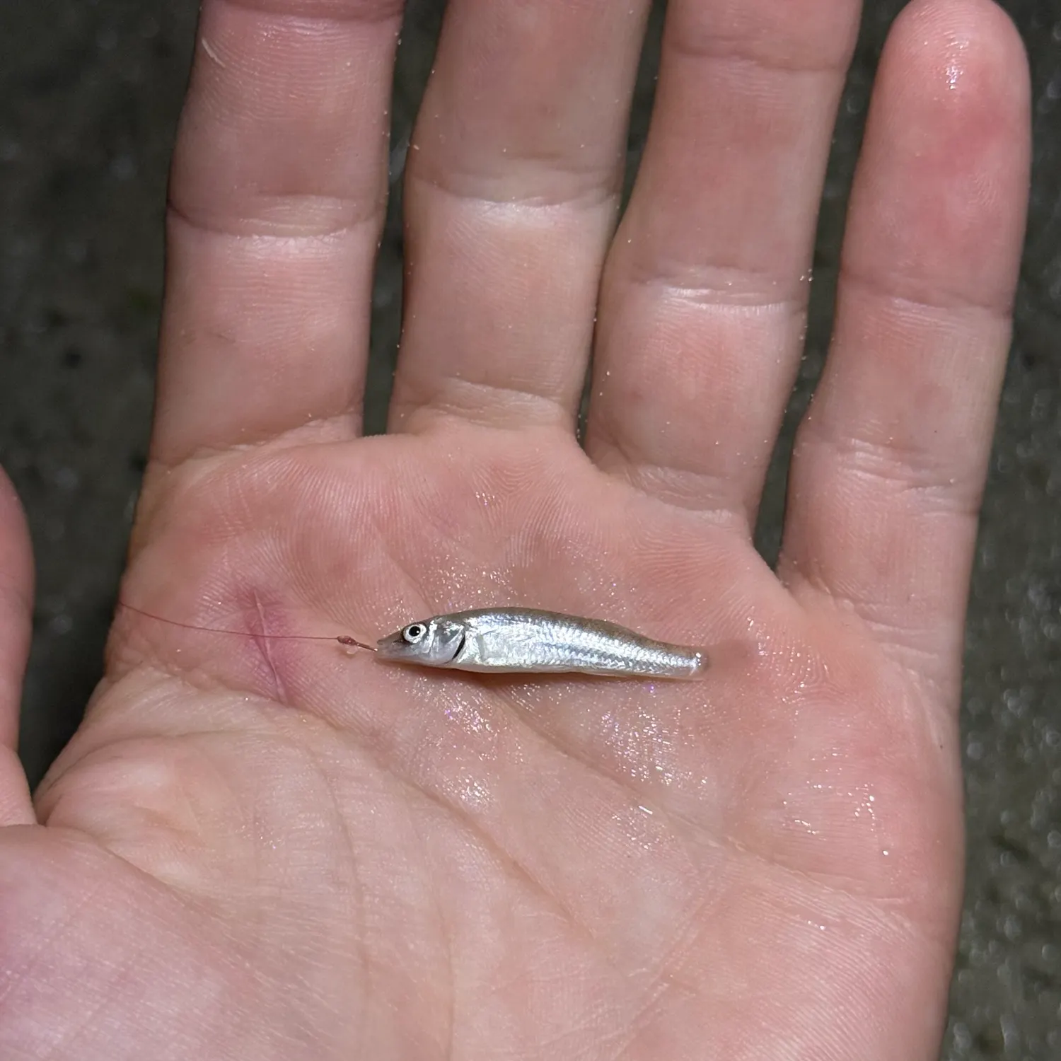 The most recent Longnose killifish catches on Fishbrain