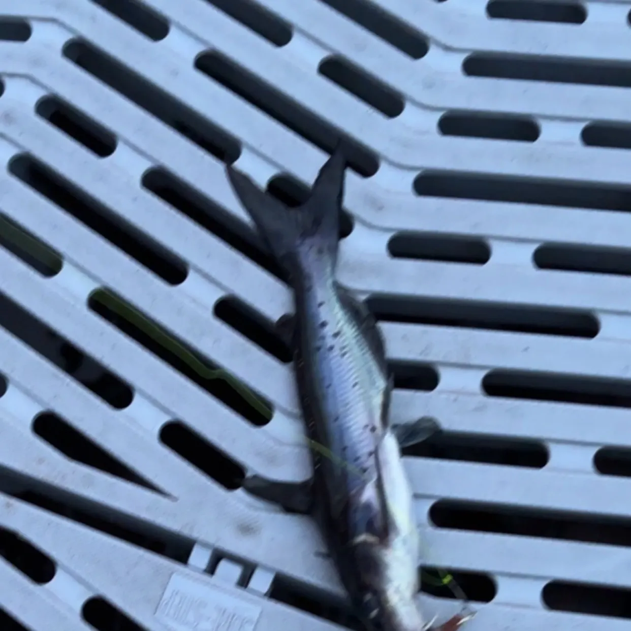 Channel catfish caught on Fishbrain