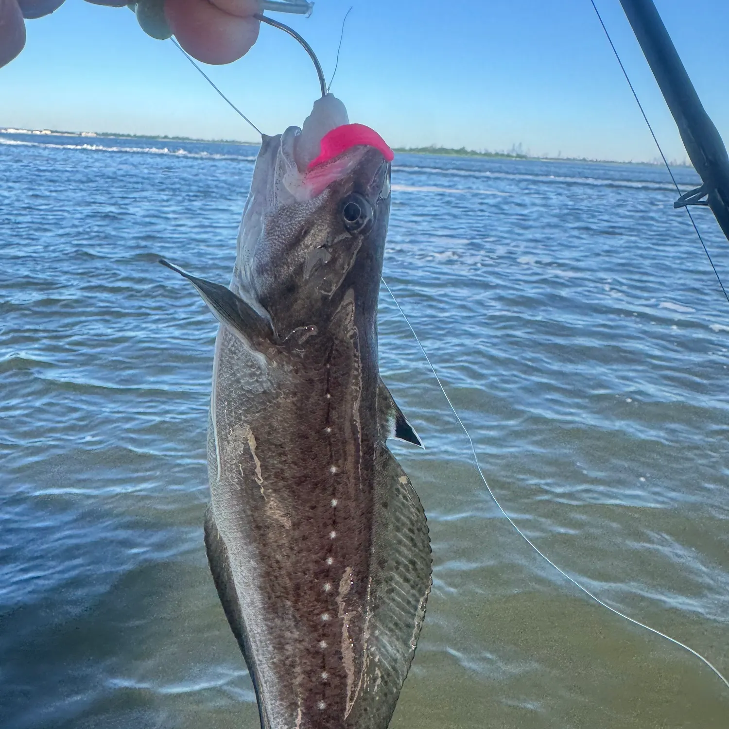 The most recent Silver hake catches on Fishbrain