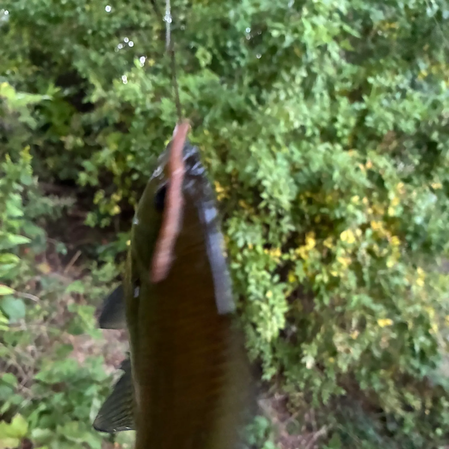 Smallmouth bass caught on Fishbrain