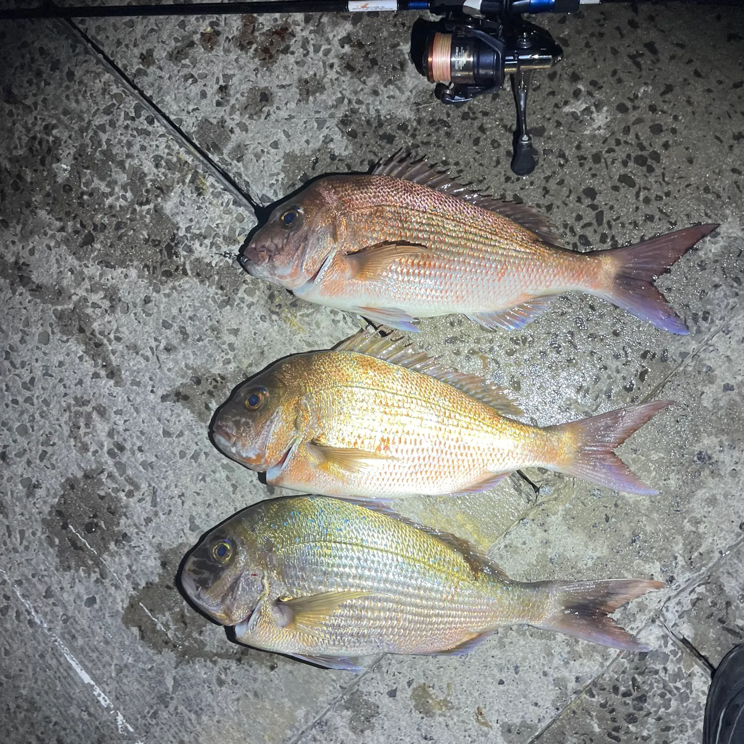 Australasian snapper caught on Fishbrain