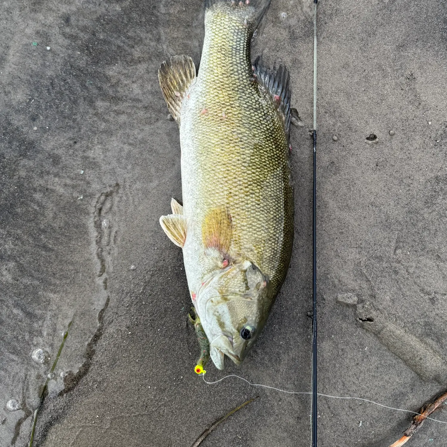 Smallmouth bass caught on Fishbrain