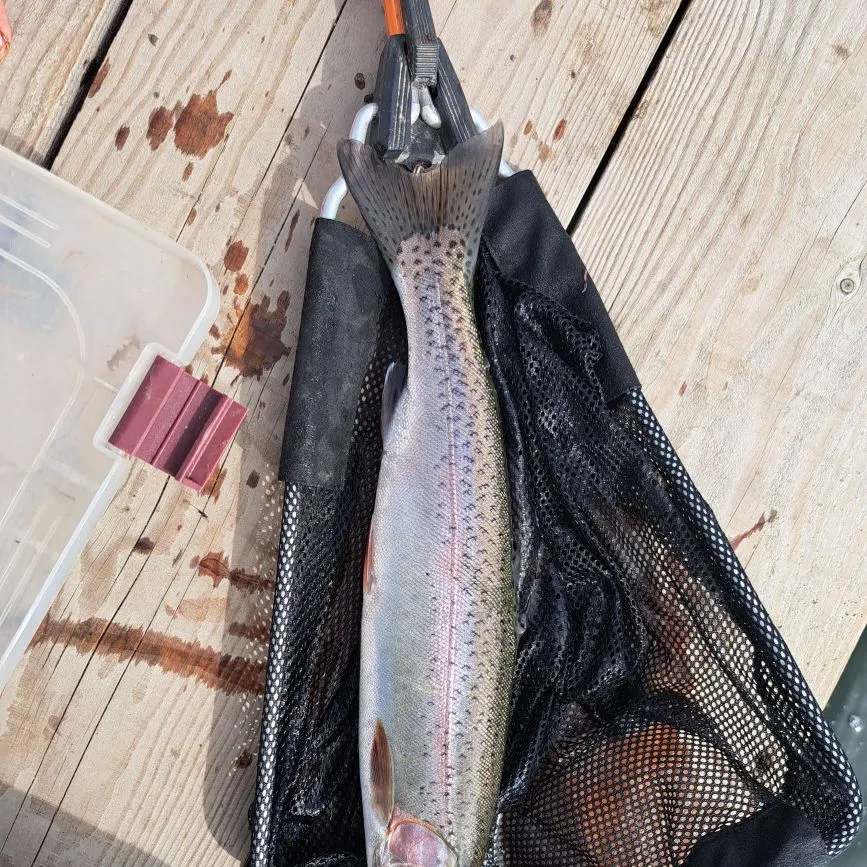 Rainbow trout caught on Fishbrain