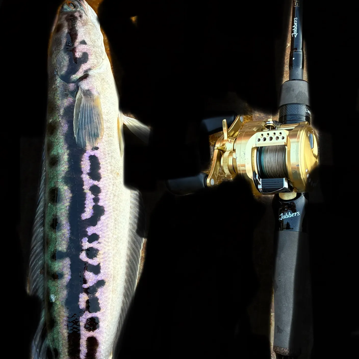 The most recent Indonesian snakehead catches on Fishbrain
