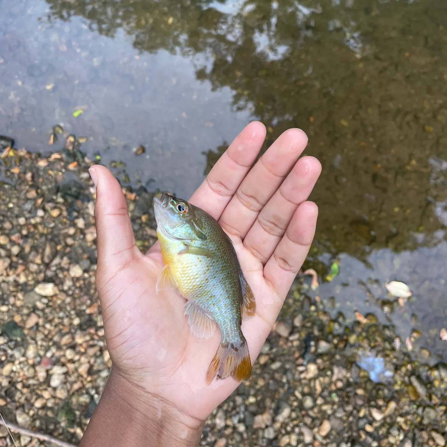 The most recent Redbreast sunfish catches on Fishbrain