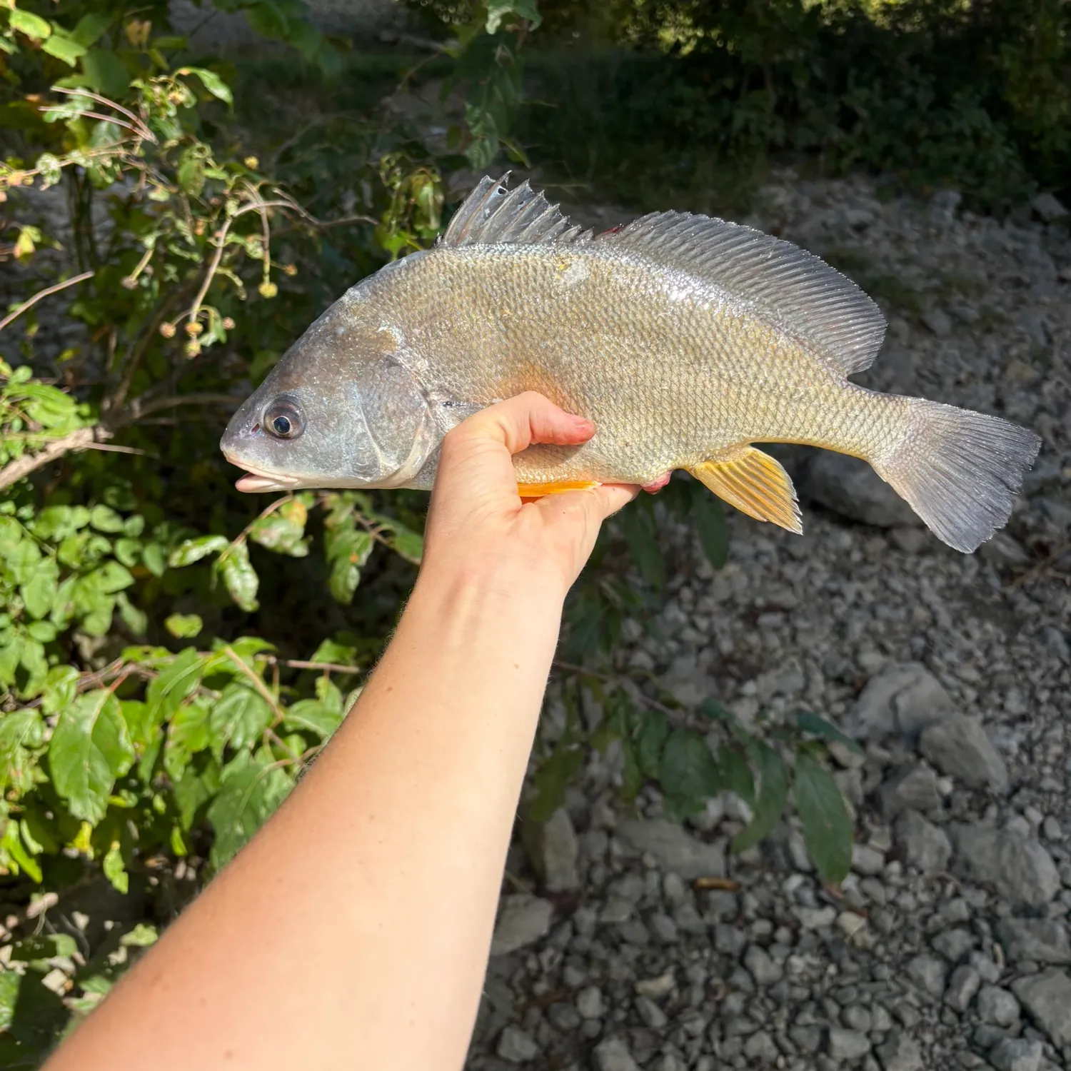 Freshwater drum caught on Fishbrain