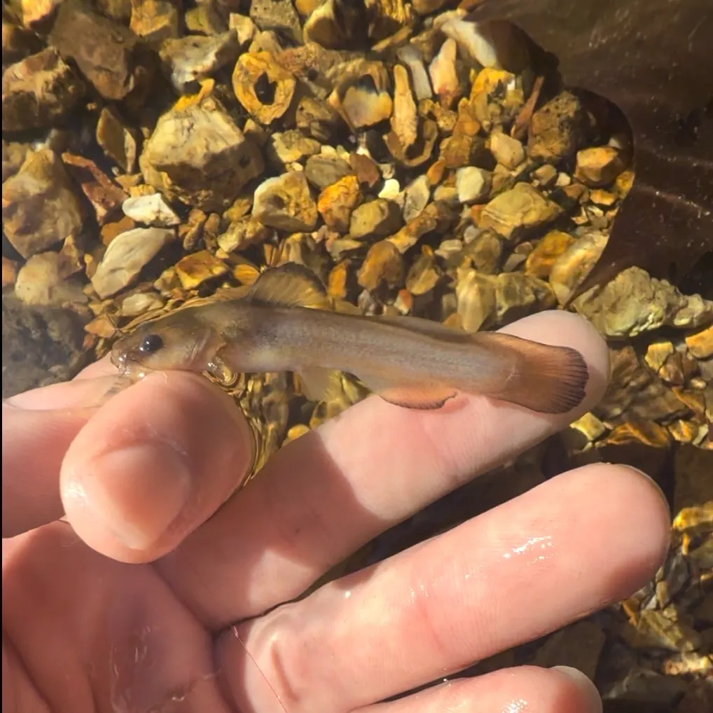 Slender madtom caught on Fishbrain