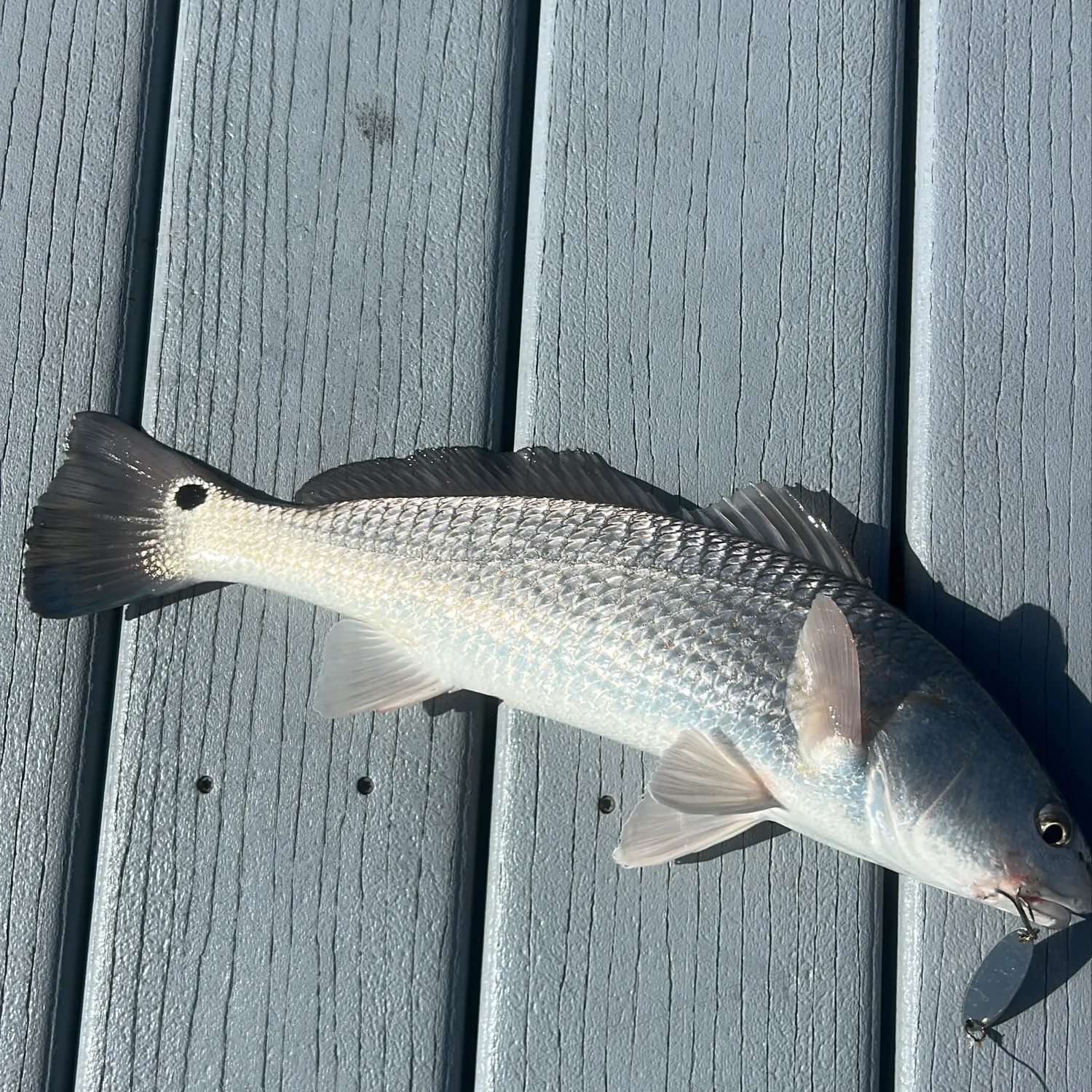 Red drum caught on Fishbrain