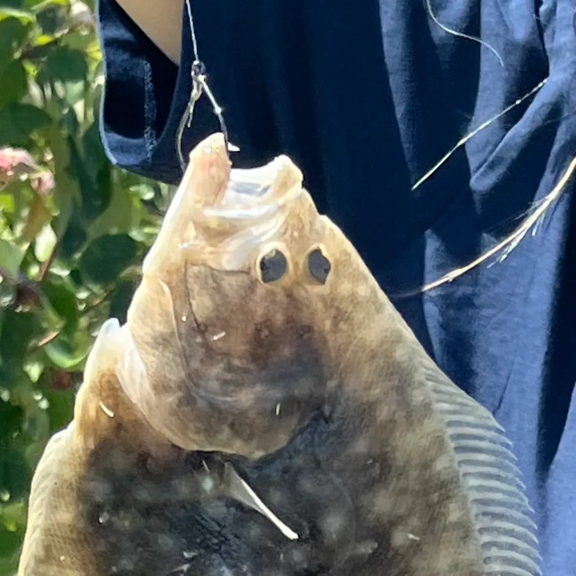 The most recent Largetooth flounder catches on Fishbrain