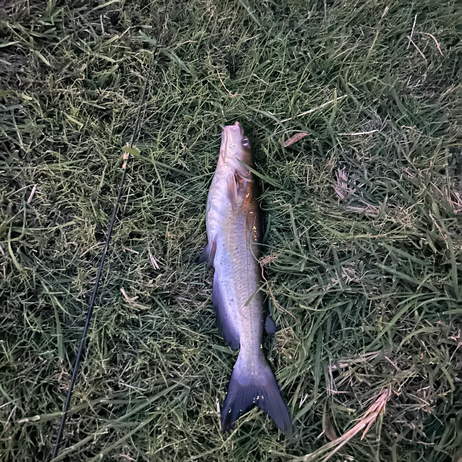 Channel catfish caught on Fishbrain