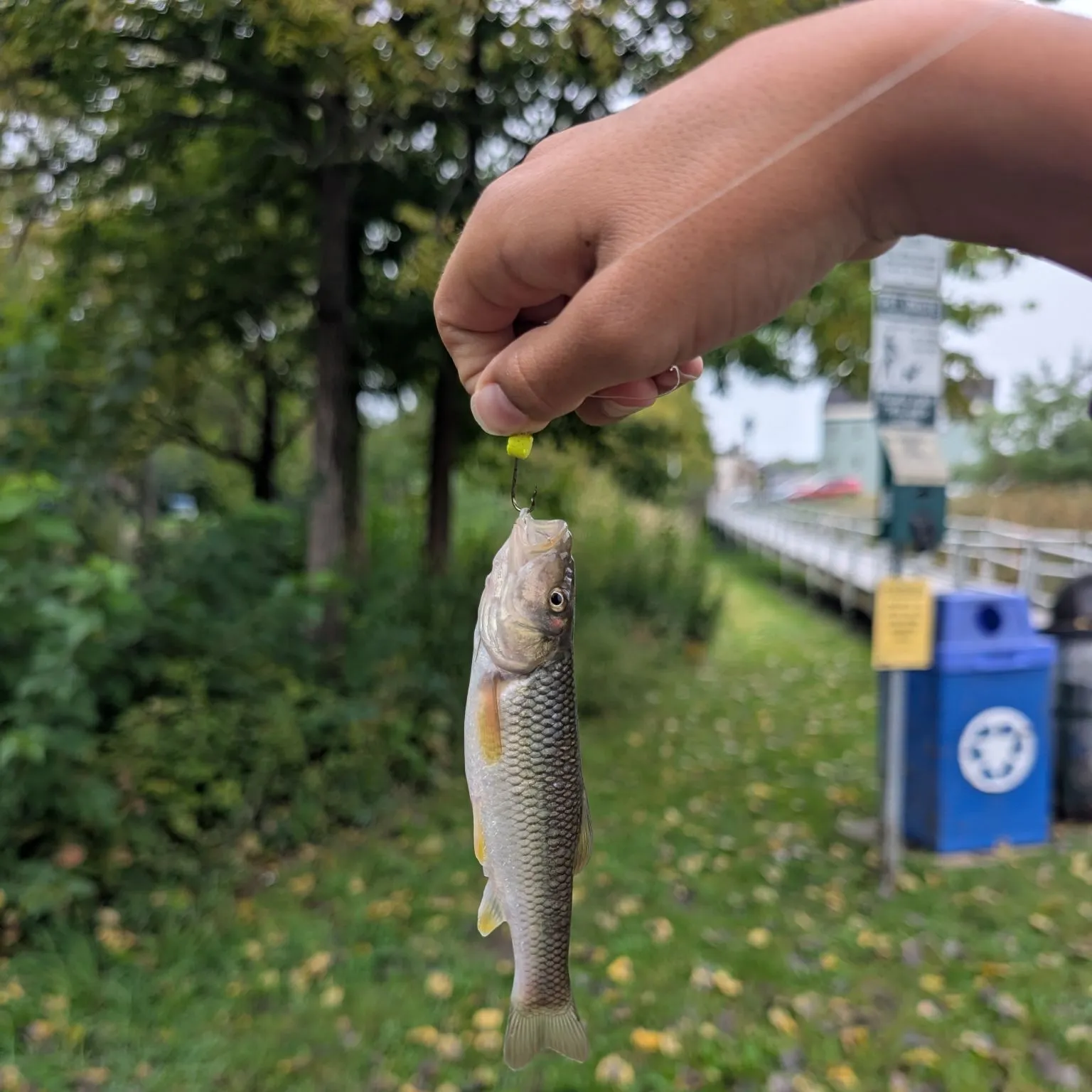 Hornyhead chub caught on Fishbrain