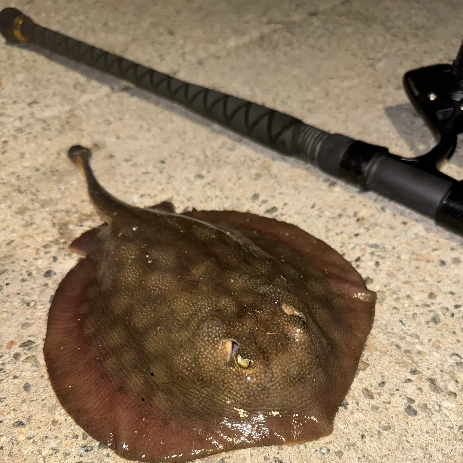The most recent Haller's round ray catches on Fishbrain