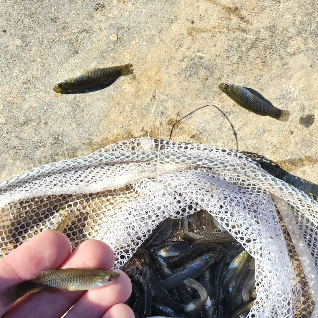 The most recent Western mosquitofish catches on Fishbrain