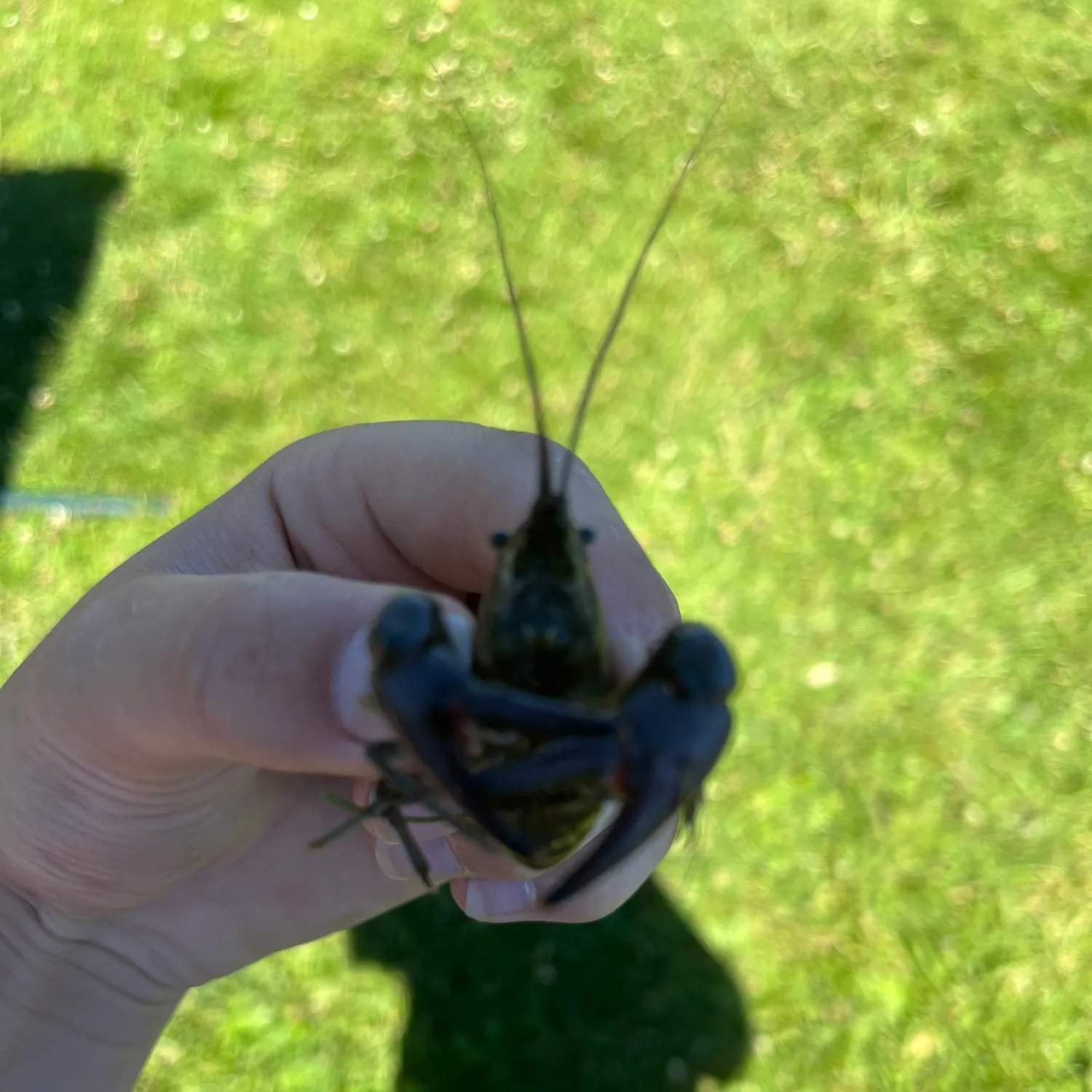 The most recent Rusty crayfish catches on Fishbrain