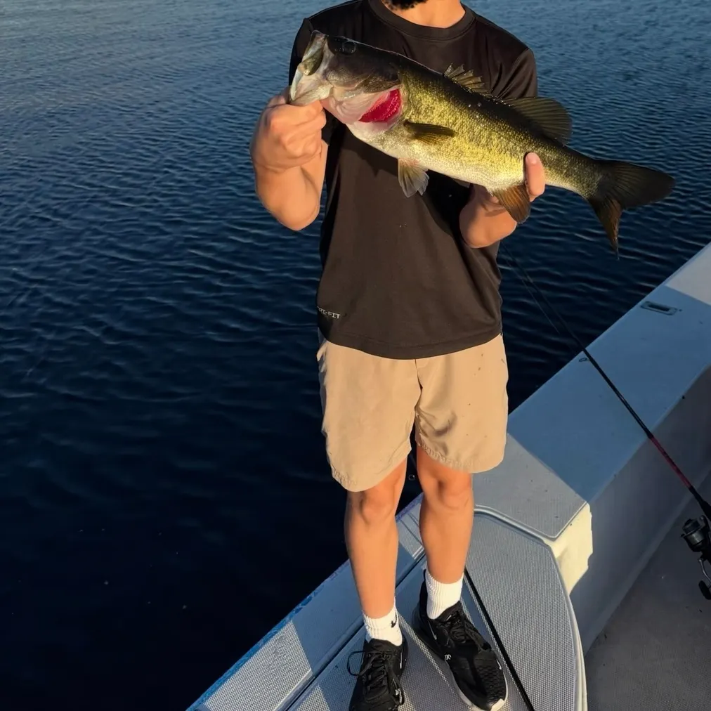 Largemouth bass caught on Fishbrain