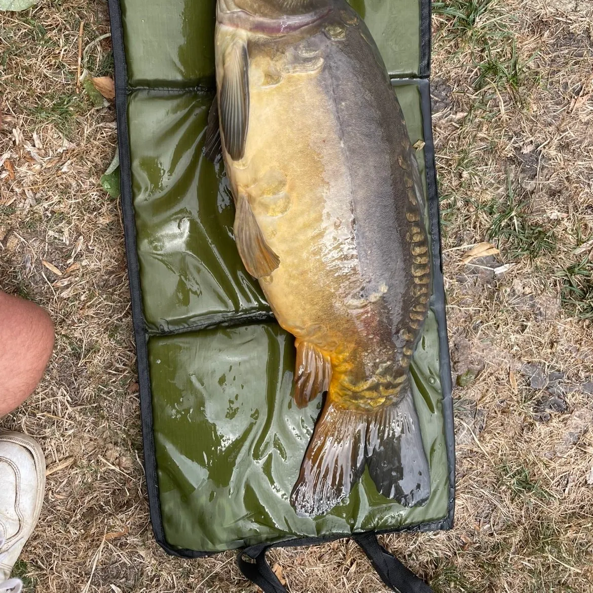 Leather carp caught on Fishbrain