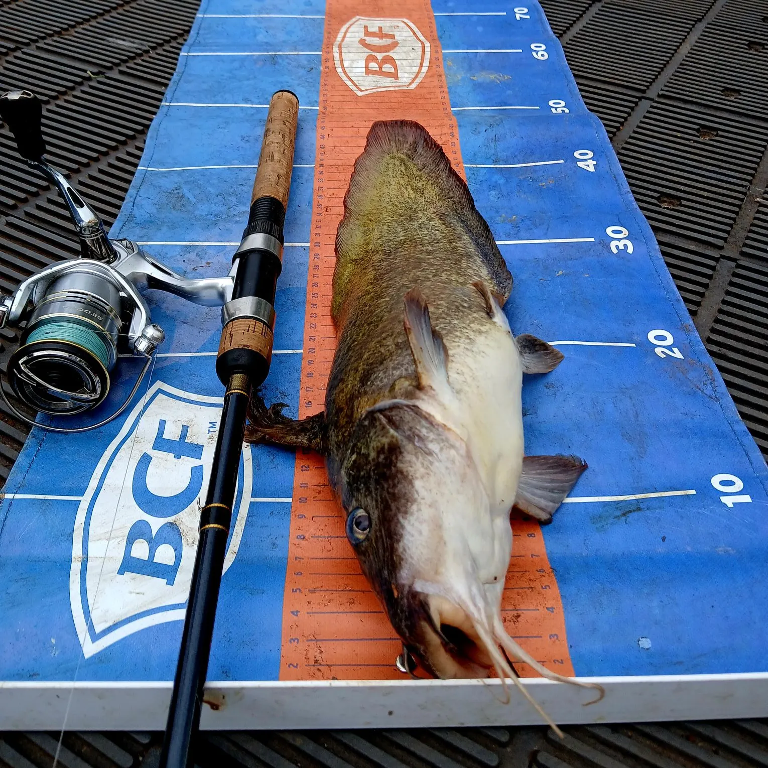 The most recent Dewfish catches on Fishbrain