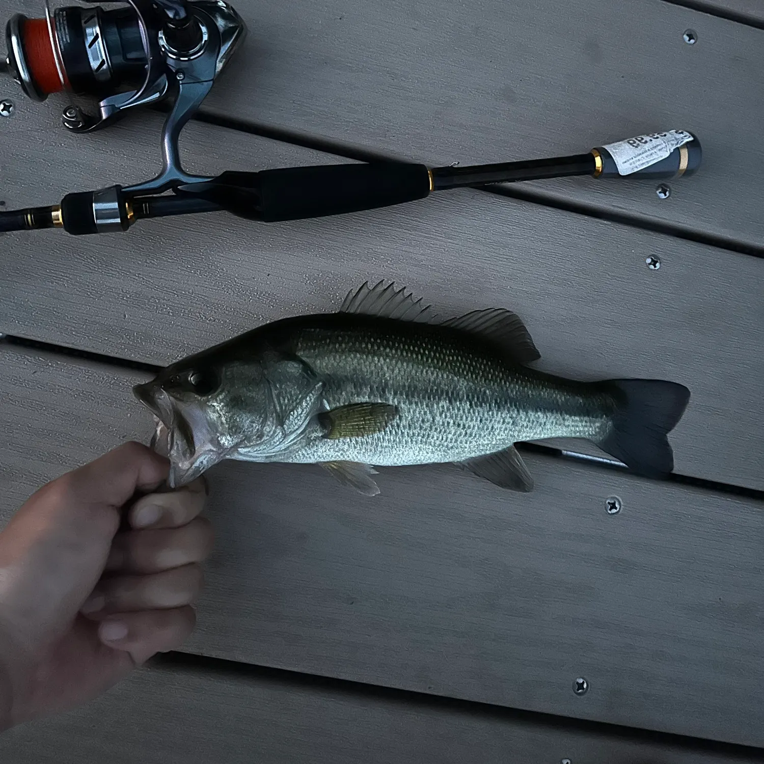 Largemouth bass caught on Fishbrain