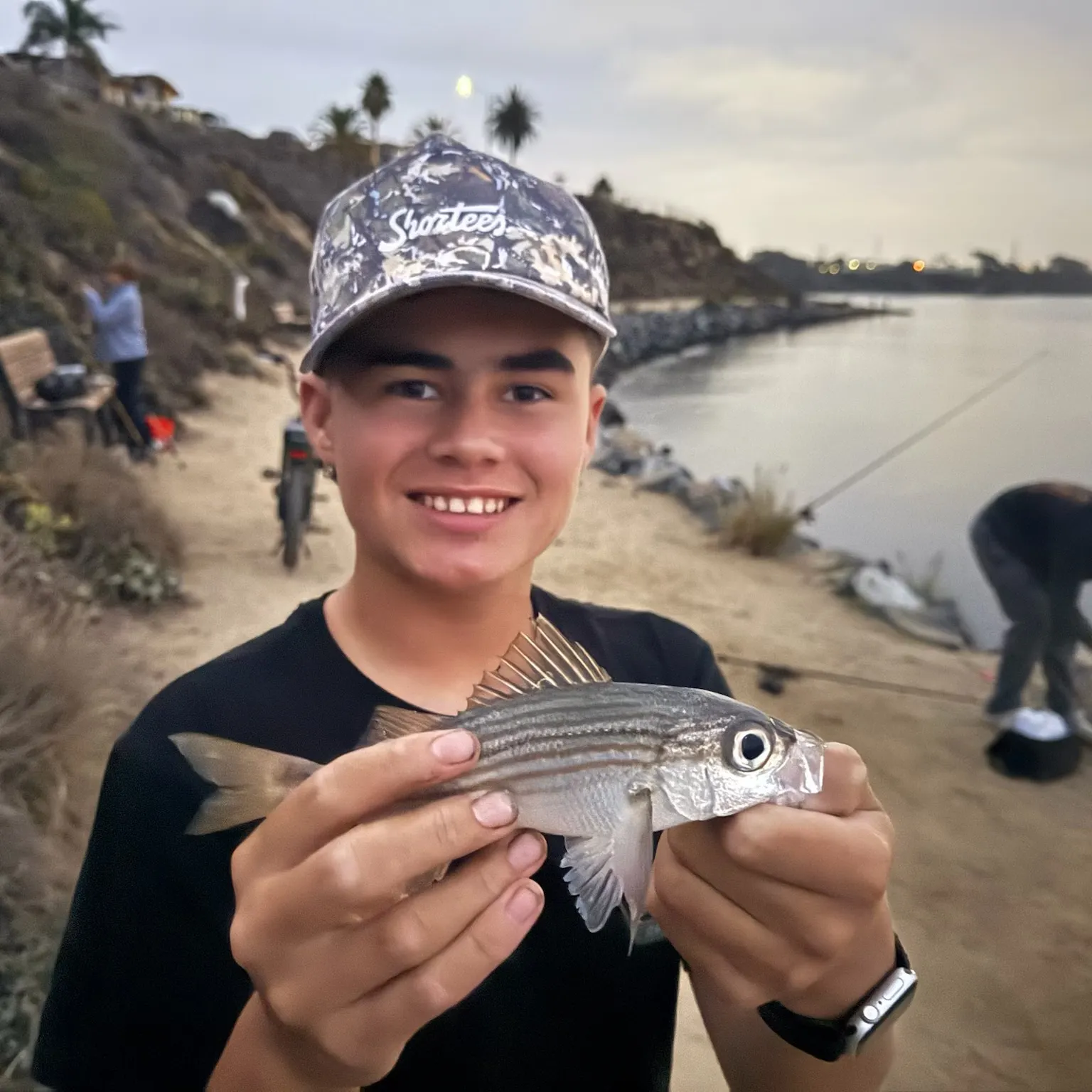 The most recent Salema porgy catches on Fishbrain