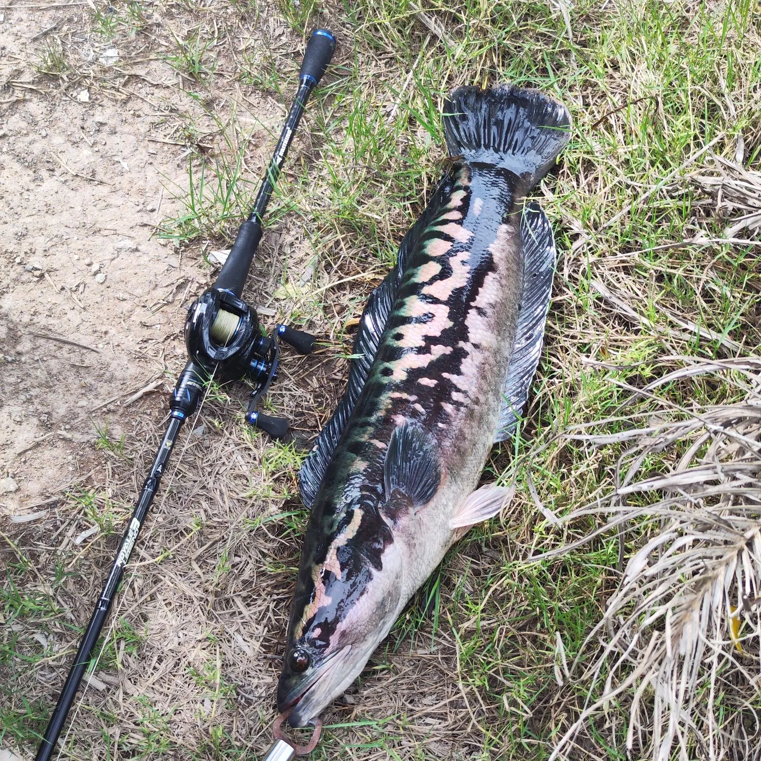 The most recent Indonesian snakehead catches on Fishbrain