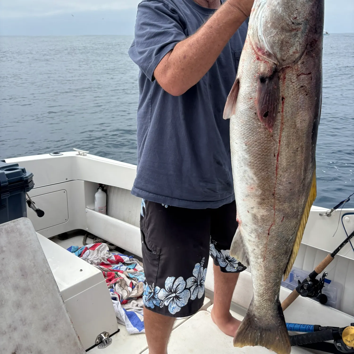 The most recent White seabass catches on Fishbrain