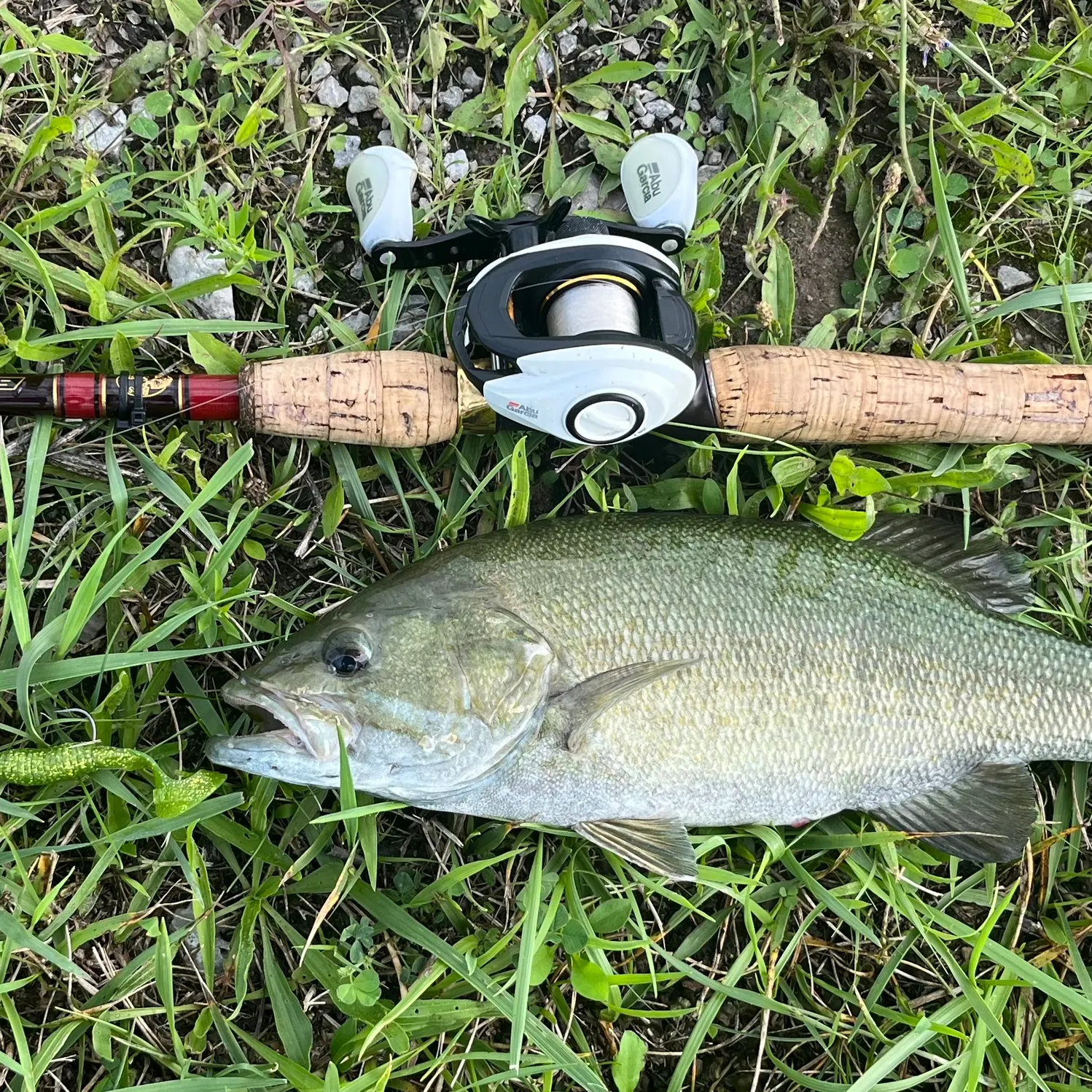 Smallmouth bass caught on Fishbrain