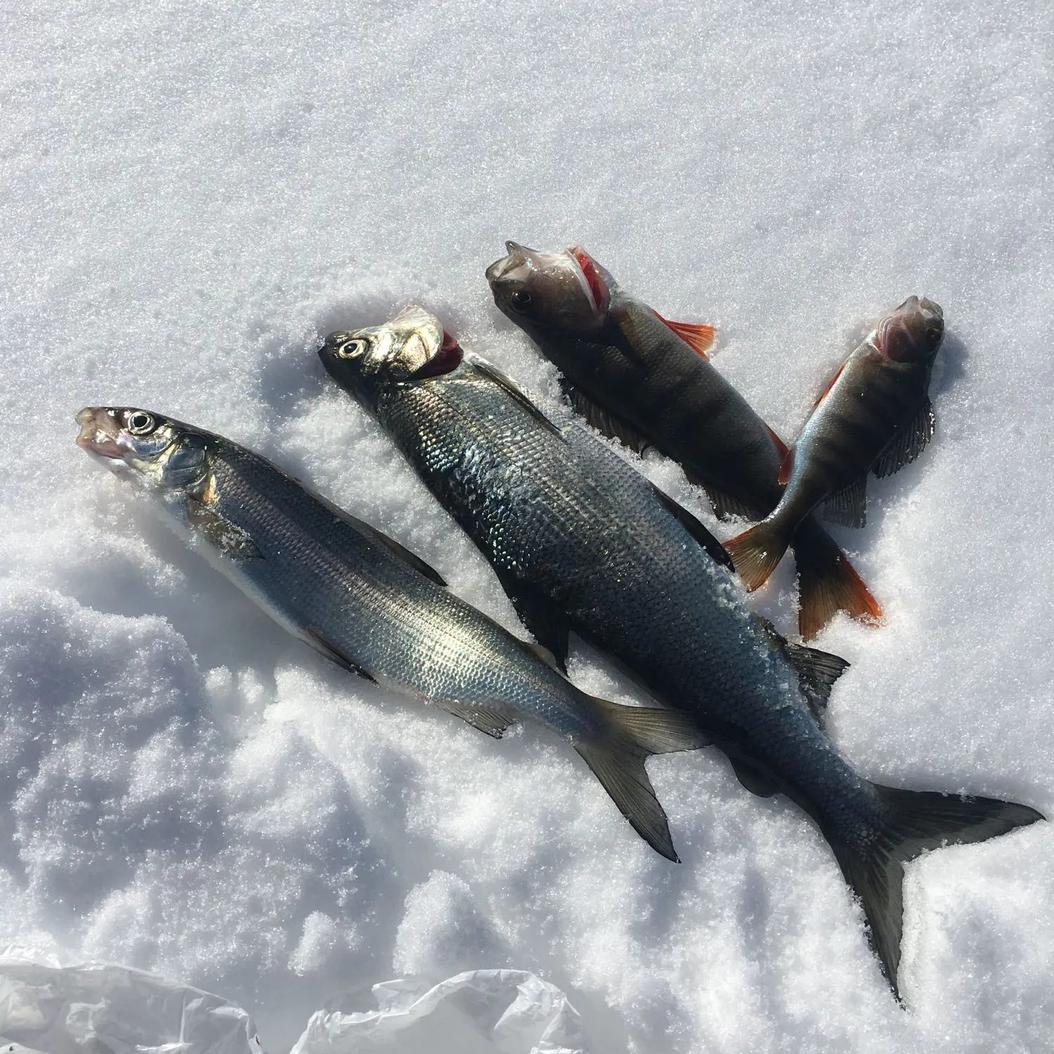 recently logged catches