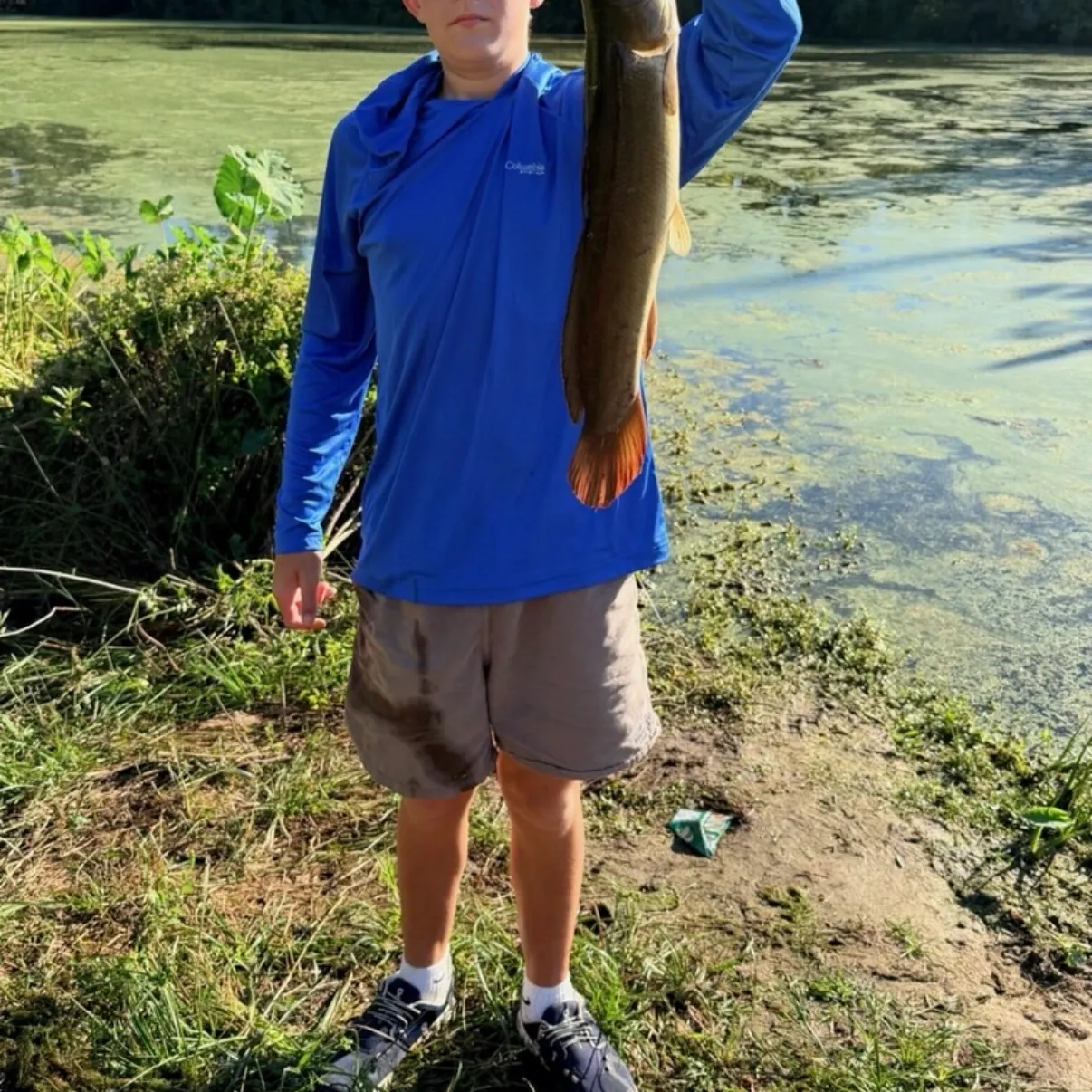 Eyetail bowfin caught on Fishbrain