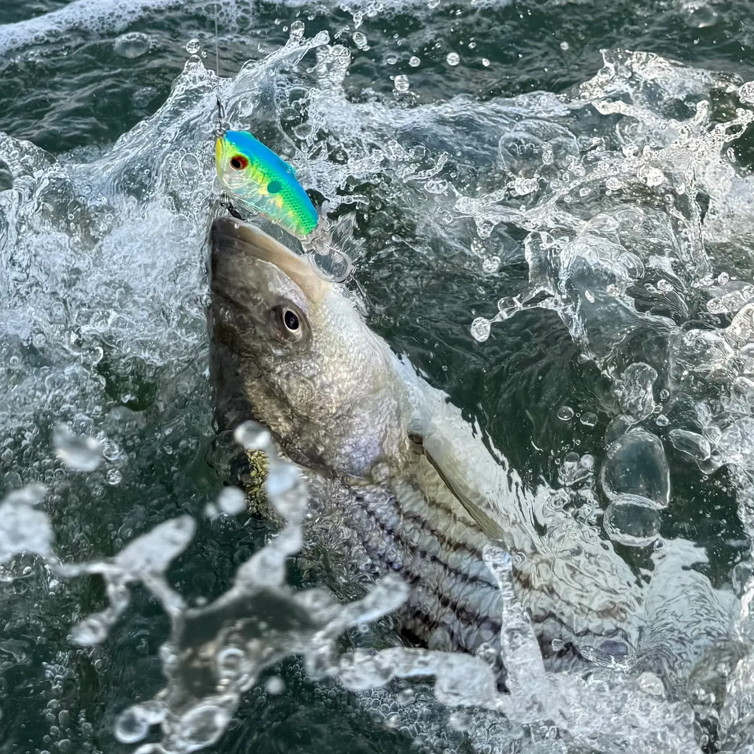 Striped bass caught on Fishbrain