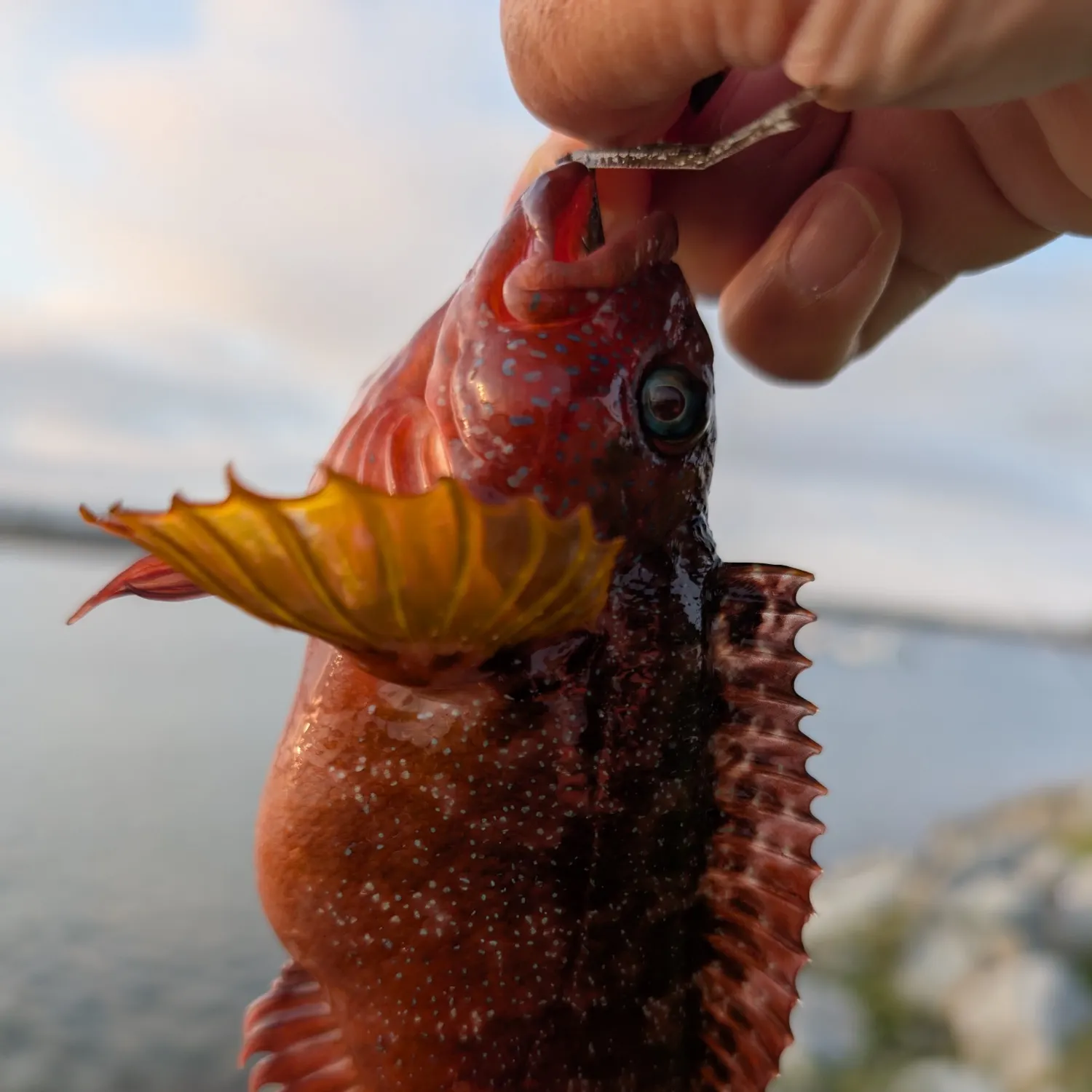 The most recent Largemouth blenny catches on Fishbrain