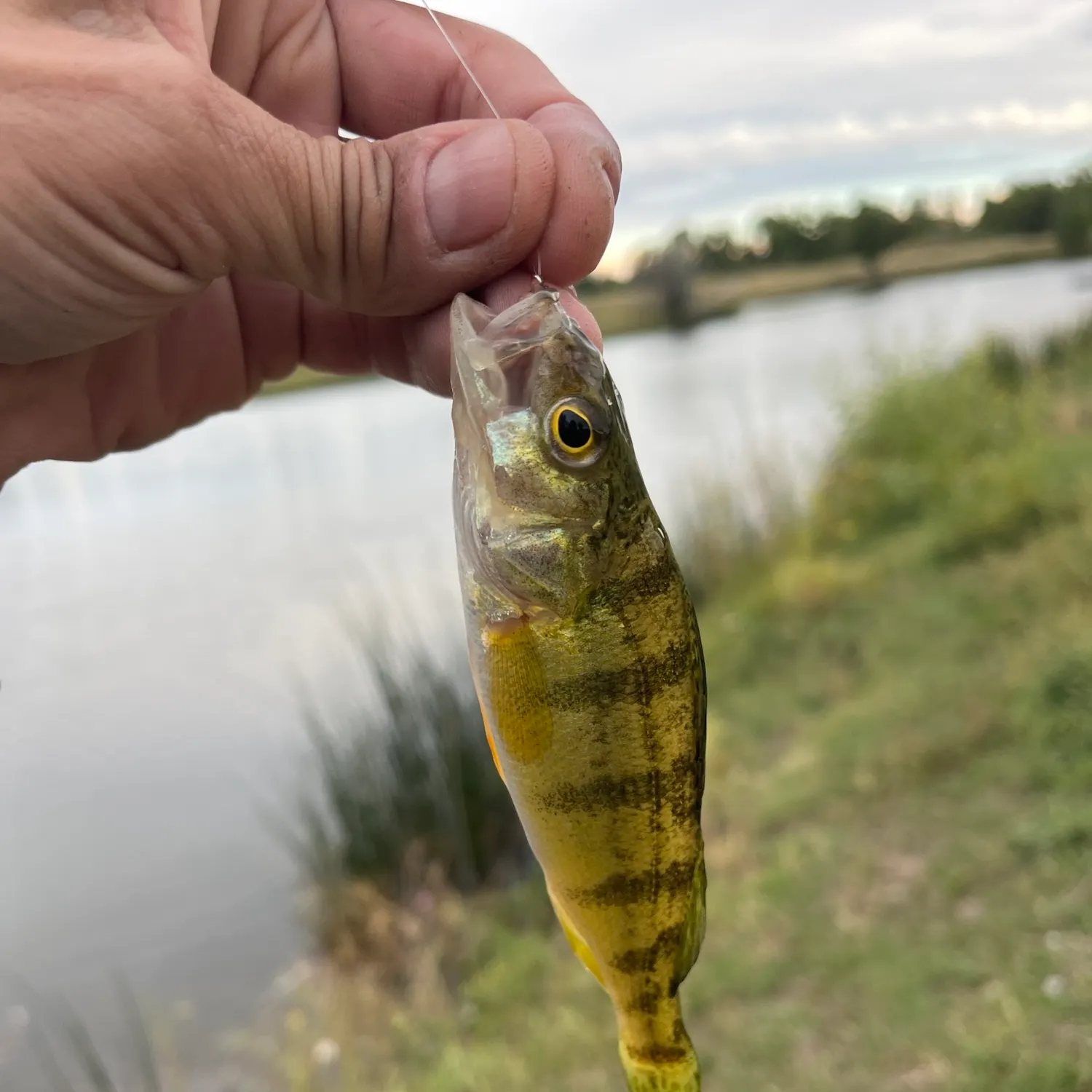 Yellow perch caught on Fishbrain