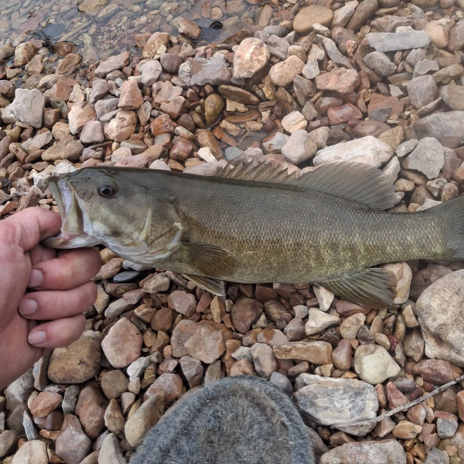 Smallmouth bass caught on Fishbrain