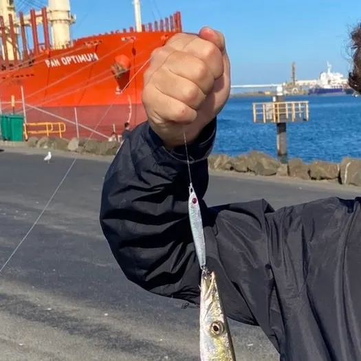 The most recent Australian barracuda catches on Fishbrain