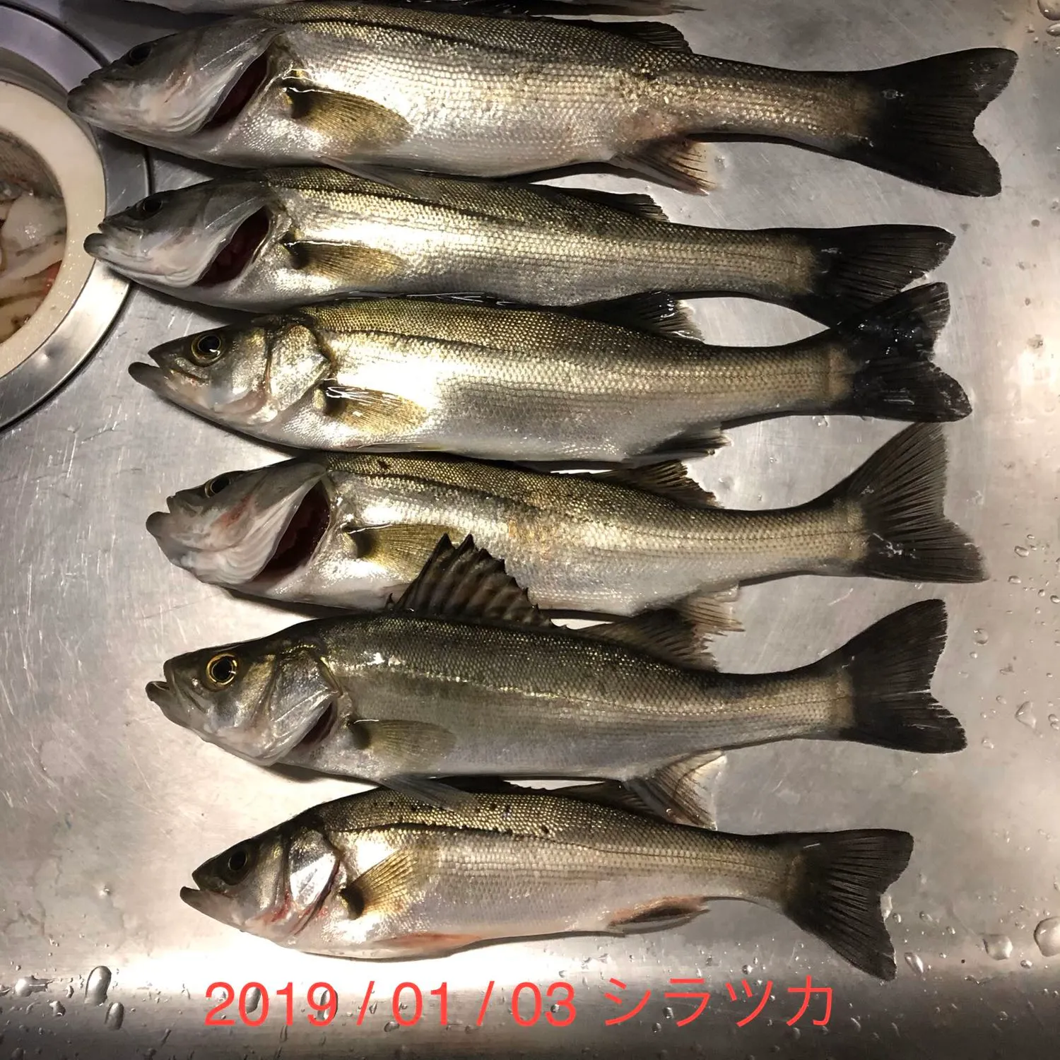 recently logged catches