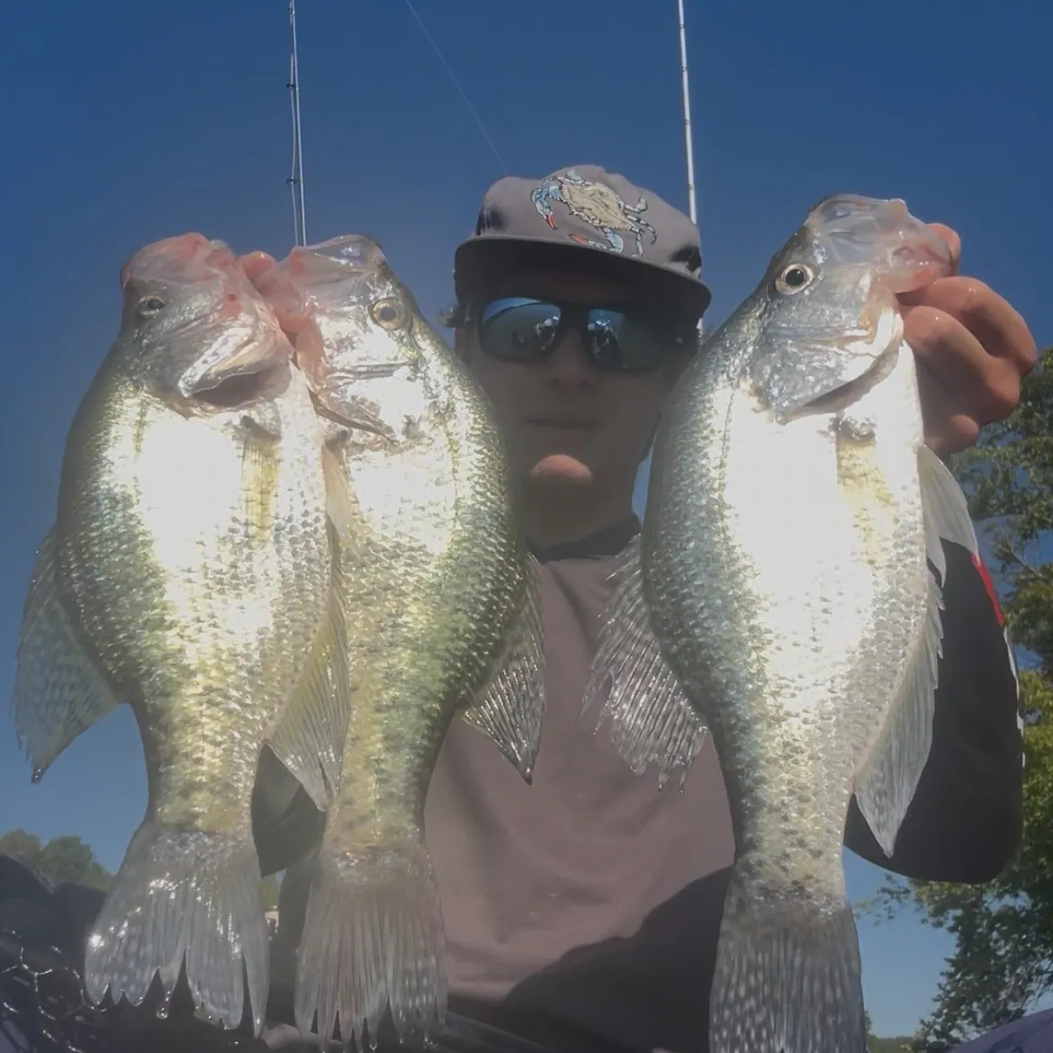 White crappie caught on Fishbrain