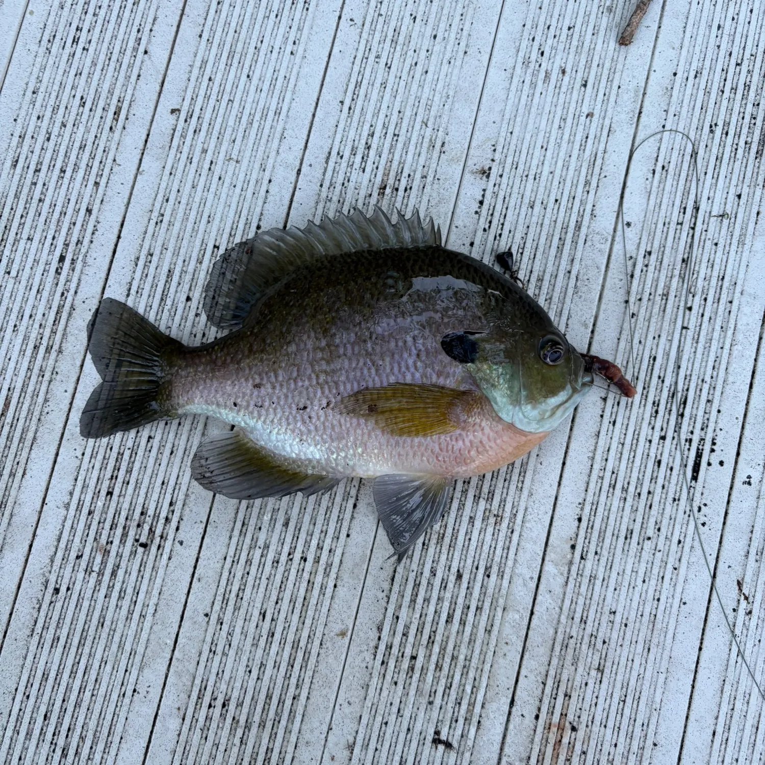 Fish caught on Fishbrain