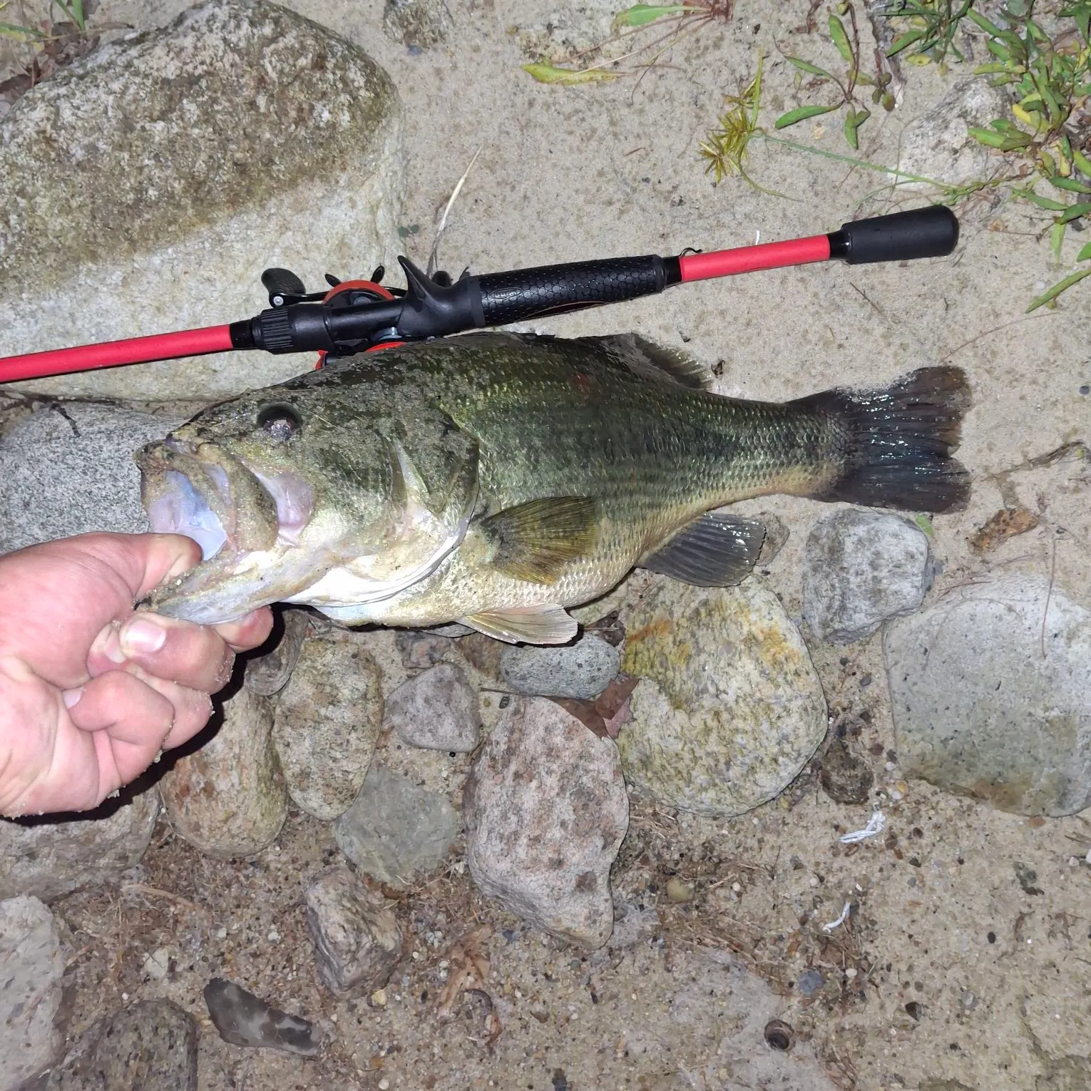 Largemouth bass caught on Fishbrain