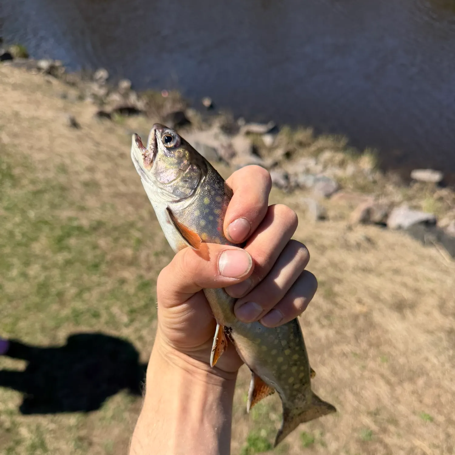 Brook trout caught on Fishbrain