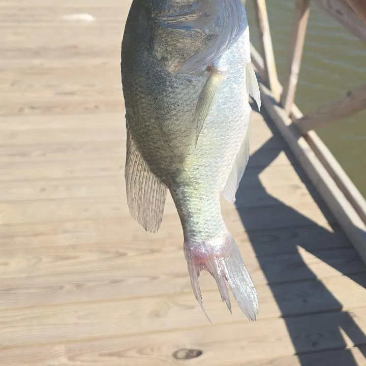 White crappie caught on Fishbrain