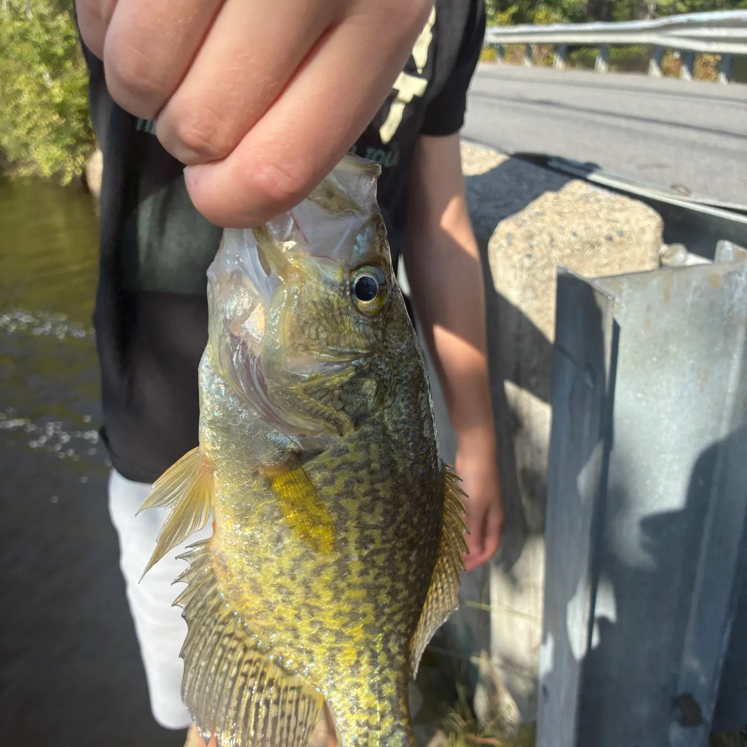 Black crappie caught on Fishbrain