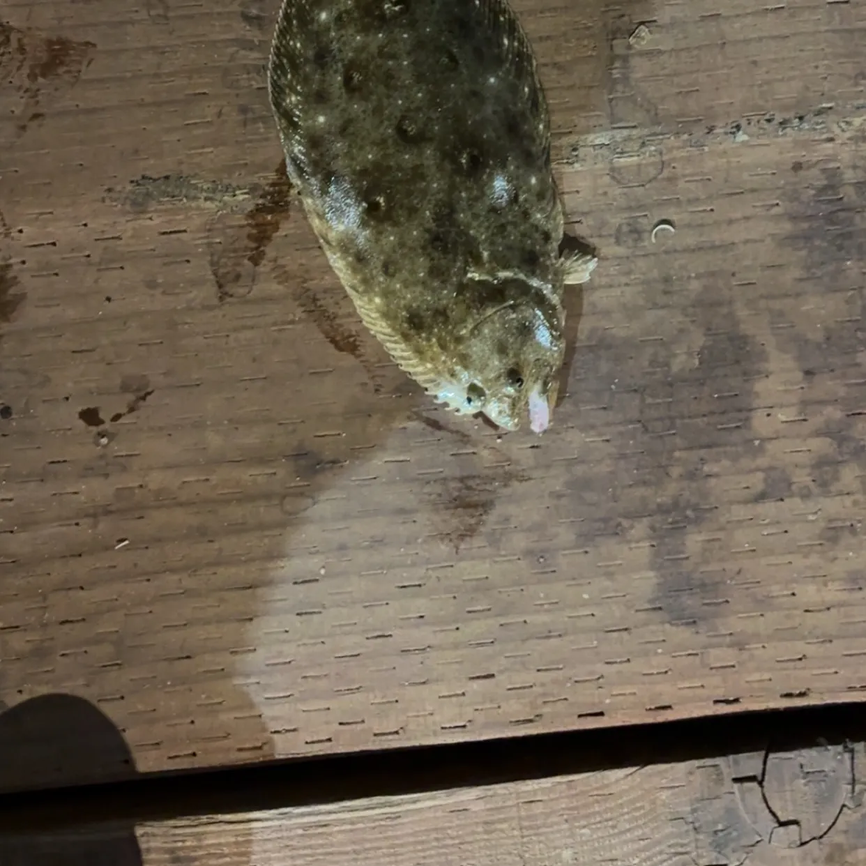 Fish caught on Fishbrain