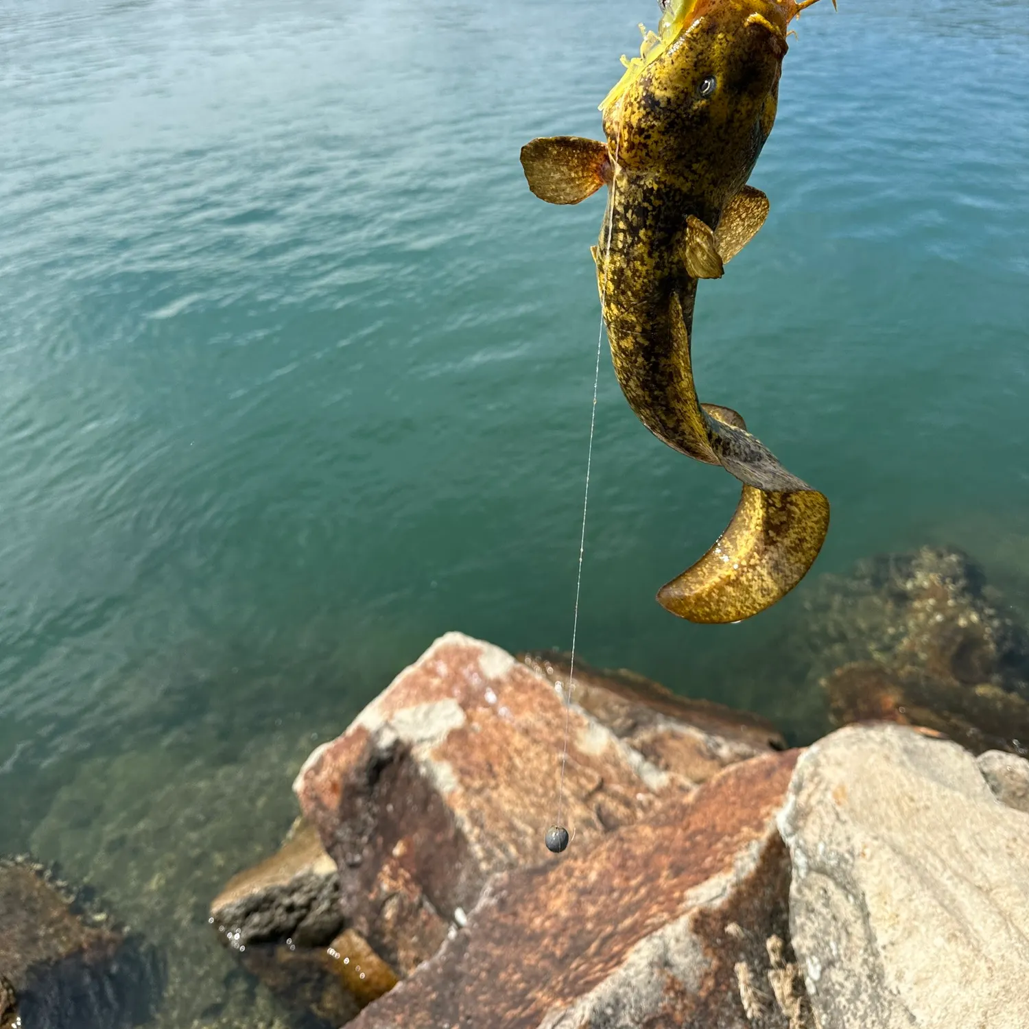 The most recent Cobbler catches on Fishbrain