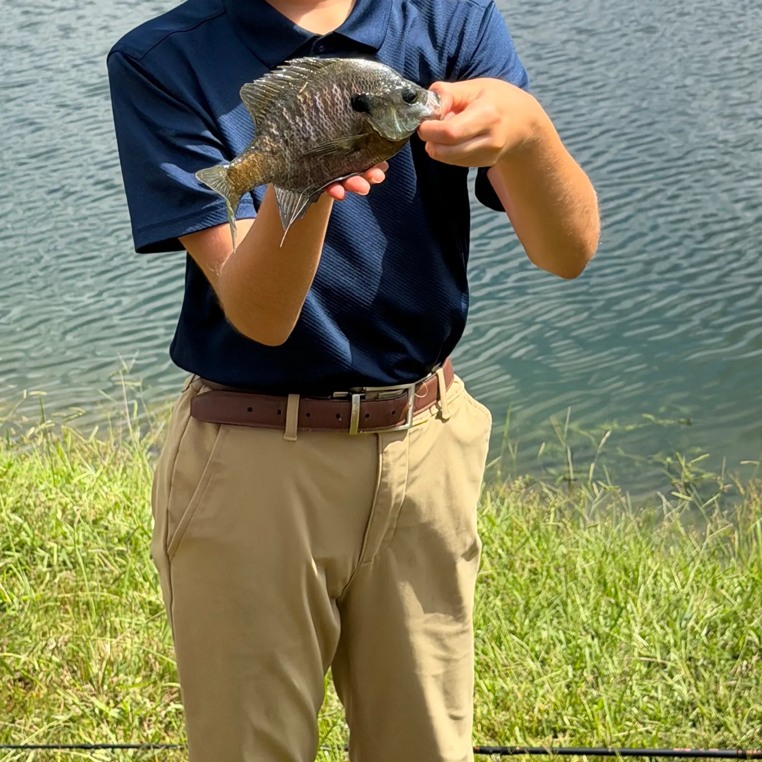 Bluegill caught on Fishbrain