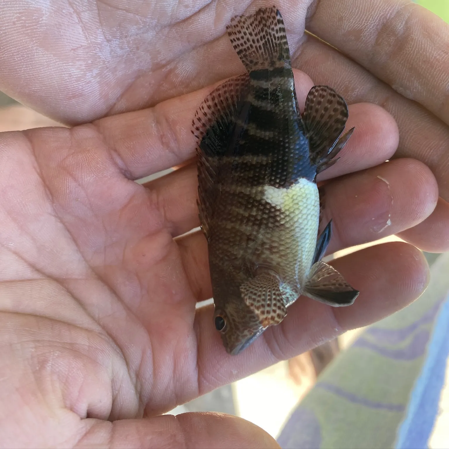 The most recent Belted sandfish catches on Fishbrain