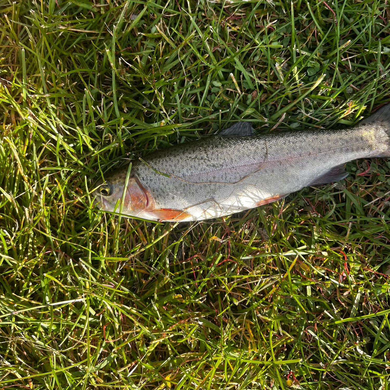 Rainbow trout caught on Fishbrain